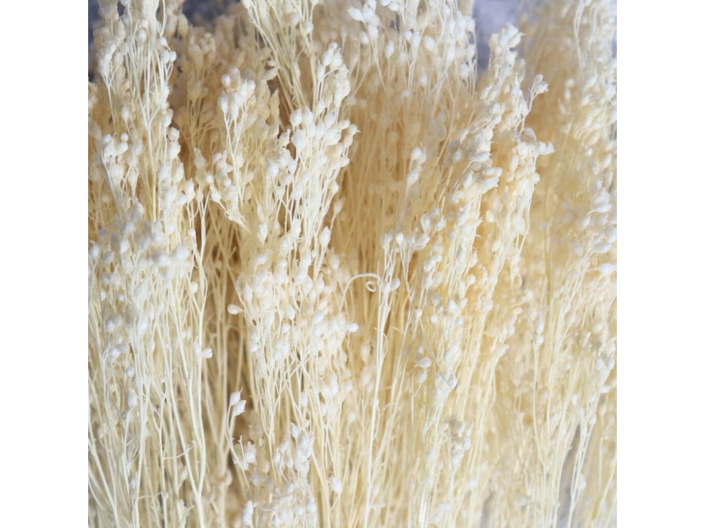 Sušený Broom Bloom bělený - elegantní a přírodní dekorace